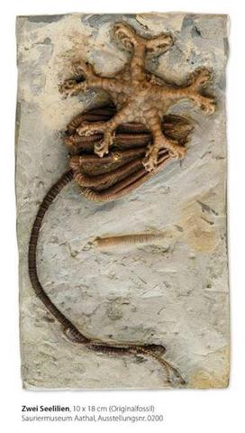 20130129 Crinoid fossil, 해백합, 바다백합, 화석.jpg